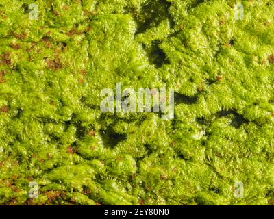 A closeup of green algae moss floating on the surface of a pond Stock Photo