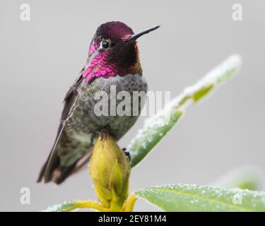 Close up of an Annas hummingbird on a rhododendron bud in winter with the plant covered in frost in the wintertime in Western Washington State Stock Photo