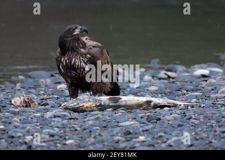 Immature bald eagle with a chum salmon carcass on a beach alongside the Nooksack River in winter in Western Washington State Stock Photo