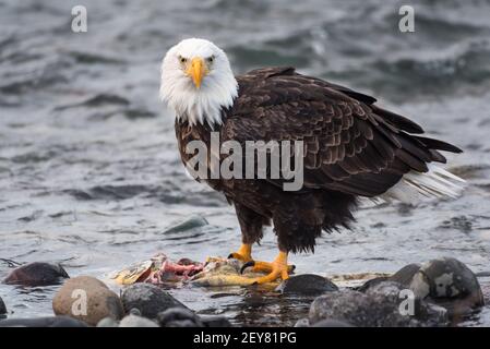 Mature bald eagle standing on a chum salmon in the winter waters of the Nooksack River in the Pacific Northwest of North America Stock Photo