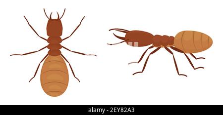 Cartoon termites isolated on white background, insect wood pest. Vector wild animal illustration. Stock Vector
