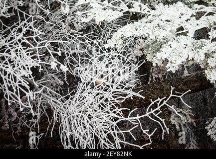 Close up image of frost covered spruce branches in the winter showing detail and textured patterns Stock Photo