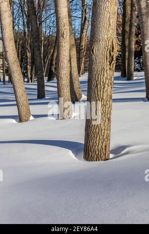 Tree shadows on a sunny day in winter in central Michigan, USA Stock Photo