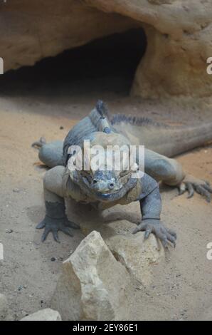Lizard named common chuckwalla in desert ambiance Stock Photo