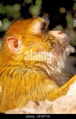 Bush monkey in africa morocco  natural Stock Photo