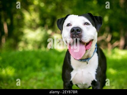 A happy black and white Pit Bull Terrier mixed breed dog outdoors Stock Photo