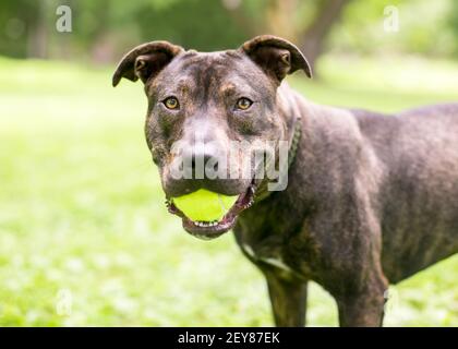 A brindle Pit Bull Terrier mixed breed dog holding a ball in its mouth Stock Photo