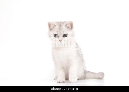 Beautiful calmy white with gray kitten of British breed sits looks down Stock Photo