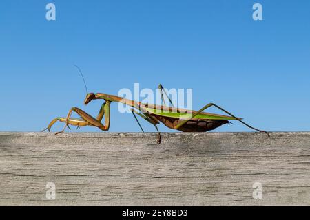 Closeup of a huge Chinese praying mantis (Tenodera sinensis) walking along a piece of wood Stock Photo