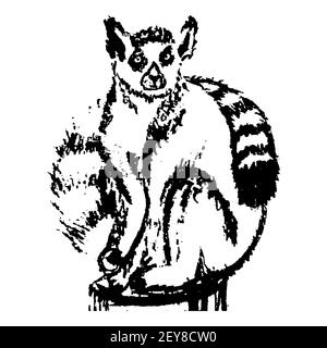 Hand drawn lemur isolated on white background. Stock Vector