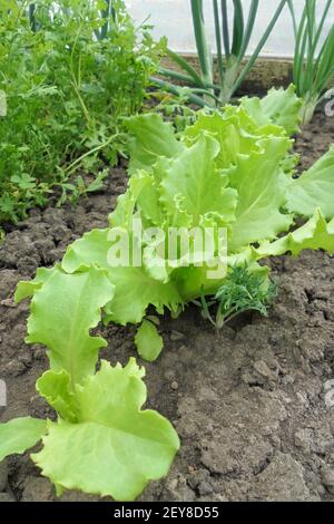 green juicy curly salad in the garden next to onions and cress in the greenhouse Stock Photo