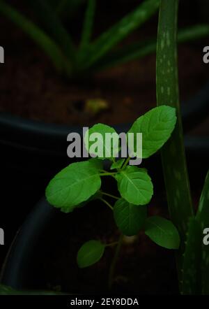 Vertical Shot F A Holy Basil Plant Growing At A Garden Stock Photo - Alamy