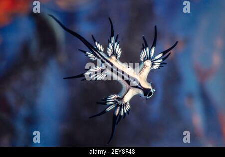 This nudibranch, Glaucus atlanticus, is also known as the blue glaucus or sea swallow. These pelagic nudibranchs eat man-o-war jellyfish. Stock Photo