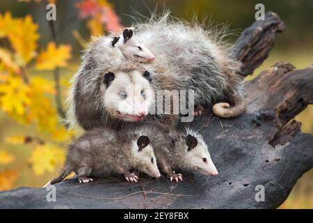 Virginia Opossum (Didelphis virginiana) and Family On Log Autumn - captive animals Stock Photo