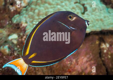 This unique hybrid surgeonfish can occasionally be found in Hawaii. It is a cross between an achilles tang, Acanthurus achilles, and a goldrim tang, A Stock Photo