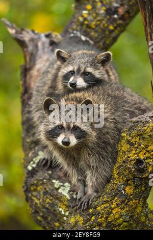 Raccoons (Procyon lotor) Sit Together in Tree Staring Out Autumn - captive animals Stock Photo