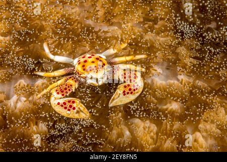 The porcelain crab, Neopetrolisthes maculatus, is commensal in sea anemones, Philippines. Stock Photo