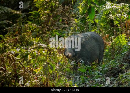 Wild Boar (Sus scrofa) in forest habitat Stock Photo