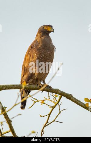 Crested Serpent Eagle (Spilornis cheela) Stock Photo