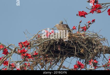 Grey-headed Fish Eagle (Icthyophaga ichthyaetus) male and immature on a nest Stock Photo