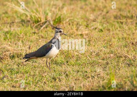 Northern Lapwing (Vanellus vanellus) on the ground Stock Photo