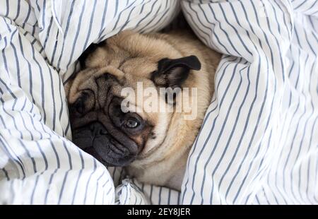 pugs sleeping under covers