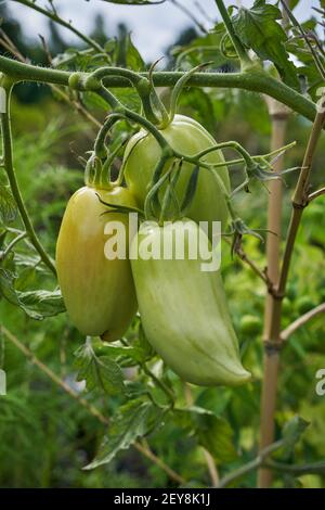 Ripe bell peppers growing in the garden. Orange and green pepper. The harvest of vegetables. Stock Photo