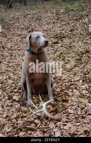 Shed hunting with a Labrador retriever finding deer antlers. Fun sport activity of finding dropped buck antlers. Stock Photo