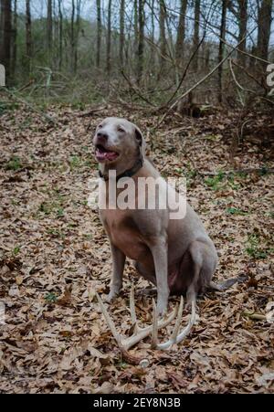 Shed hunting with a Labrador retriever finding deer antlers. Fun sport activity of finding dropped buck antlers. Stock Photo