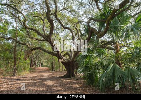 Large live oak tree in New Orleans City Park Stock Photo