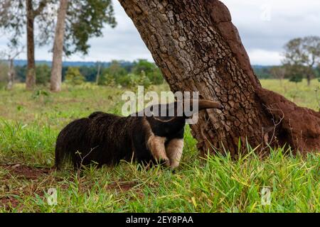 Giant anteater (Myrmecophaga tridactyla), Pantanal, Mato Grosso do Sul, Brazil. Stock Photo