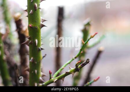 Defocus Thorn rose. Close-up part of thorn bush. Stem of rose bush with thorns and green leaves on blurred gray background. Twig. Side view. Out of fo Stock Photo