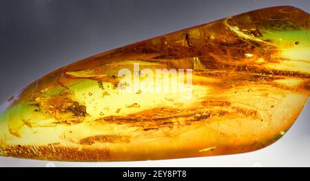 A closeup shot of trapped insects in an amber Stock Photo