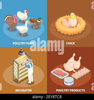 Poultry 2x2 design concept set of chick in nest poultry farm incubator and poultry products square icons isometric vector illustration Stock Vector