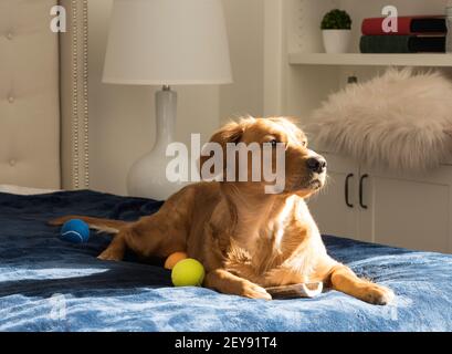 Golden Retriever with Tennis Balls on Sunny Blue Bed Waits to Play Stock Photo