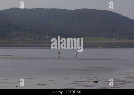 Flamingos Fed In The Wetland in bodrum turkey Stock Photo