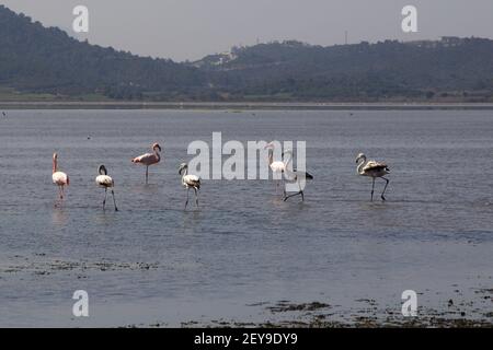 Flamingos Fed In The Wetland in bodrum turkey Stock Photo