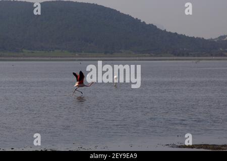 Flamingos Fed In The Wetland in bodrum turkey Stock Photo