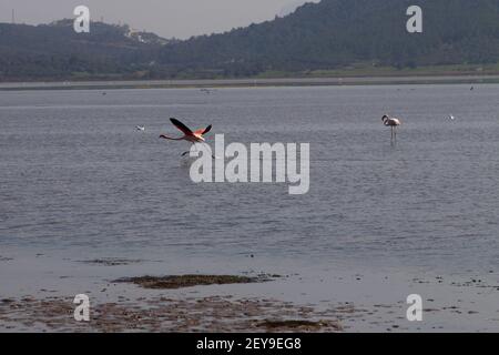 Flamingos Fed In The Wetland in bodrum turkey Stock Photo