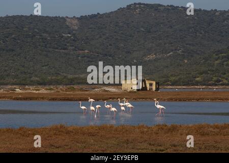 Flamingos Fed In The Wetland in bodrum turkey Stock Photo