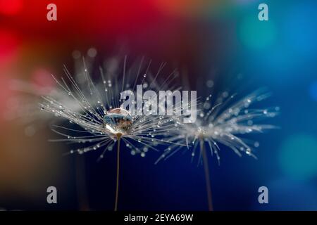 Dandelion seedhead Stock Photo
