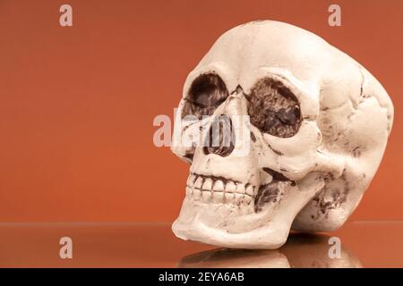 Artificial human skull Stock Photo