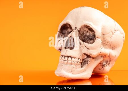 Artificial human skull Stock Photo