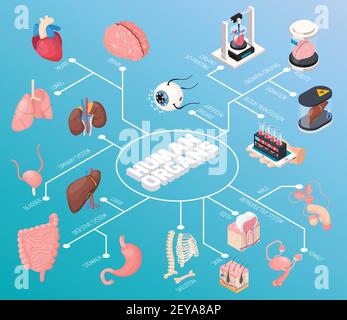 Human organs isometric flowchart  demonstrated male and female internal organs and also blood transfusion donation and 3d printing vector illustration Stock Vector