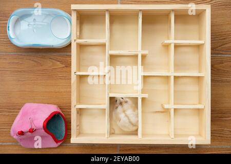 a cute hamster running on a maze Stock Photo