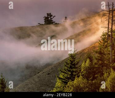 Coastal Fog, Bolinas Ridge, Mount Tamalpais State Park, Golden Gate National Recreation Area, Marin County, California Stock Photo