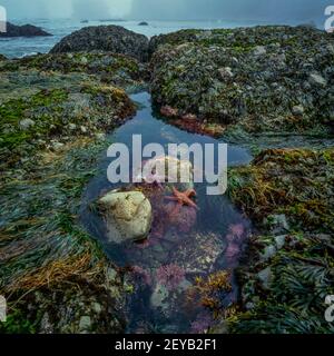 Tidepool, Shi Shi Beach, Olympic National Park, Washington Stock Photo