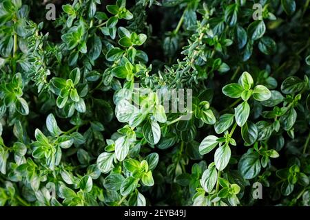 A background of two types of thyme plants Stock Photo