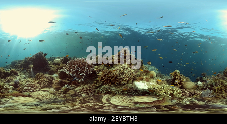 360 degree panoramic view of Tropical fishes and coral reef underwater.