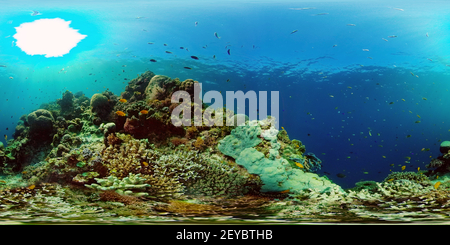 360 degree panoramic view of Tropical fishes and coral reef underwater.